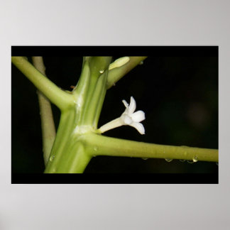 Poster Gros plan sur une fleur de papaye, après une forte