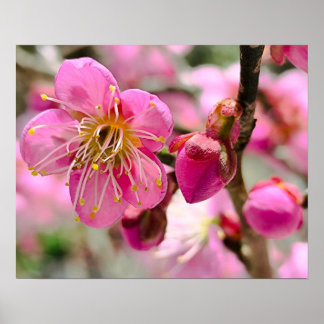 Poster Gros plan sur une fleur de prunier