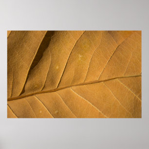 Poster Gros plan texture abstraite de feuilles sèches arr