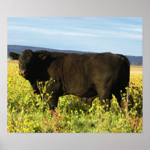 Poster Gros taureau noir dans les tournesols - Toro - Tau