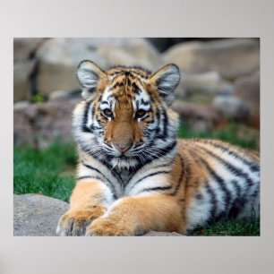 Poster Gros Tiger Cub