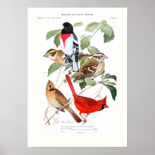 Poster Grosbeak et Cardinal
