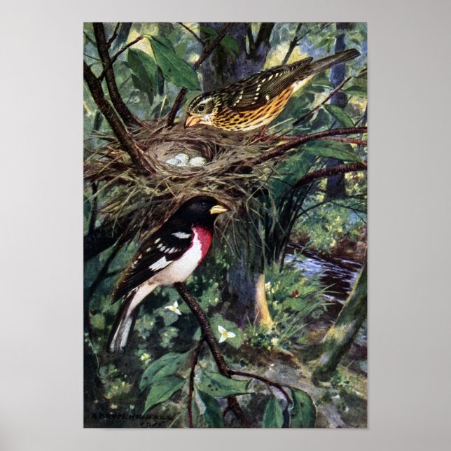 Poster Grosbeaks à poitrine rose et leur nid d'oeufs (Devant)