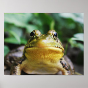 Poster Groseille Grenouille Vue de Près