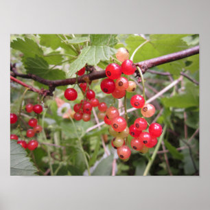 Poster Groseille rouge