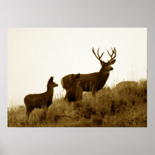 Poster Grosse balle de cerf mule