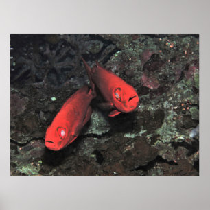 Poster Grosse 'Ol Pair de Bigeyes