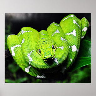 Poster Grosse toile de serpent de cou vert