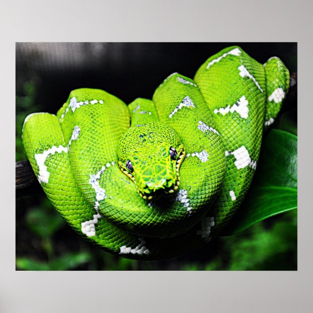 Poster Grosse toile de serpent de cou vert (Devant)