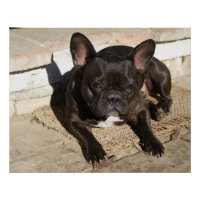 Grouchy French Bulldog