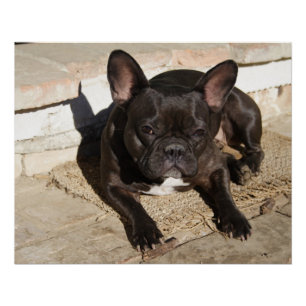 Poster Grouchy French Bulldog