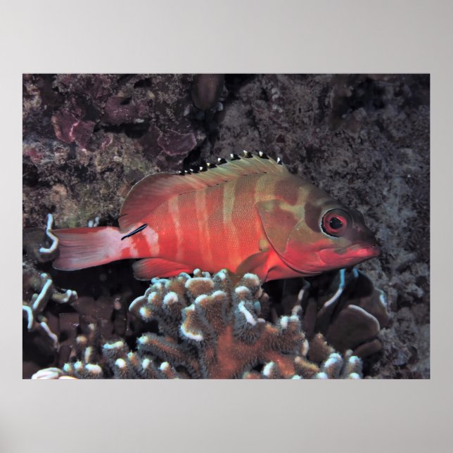 Poster Groupe Blacktip (Devant)