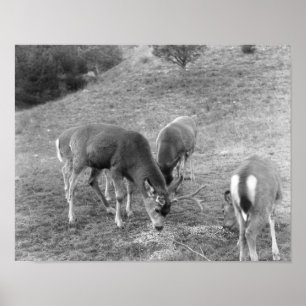 Poster Groupe de cerfs communs à la photographie de Hot