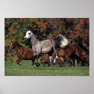 Poster Groupe de Chevaux arabes en course