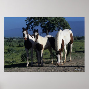 Poster Groupe de Chevaux de Peinture