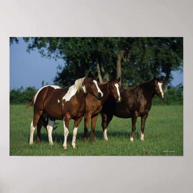 Poster Groupe de Chevaux de Peinture debout (Devant)
