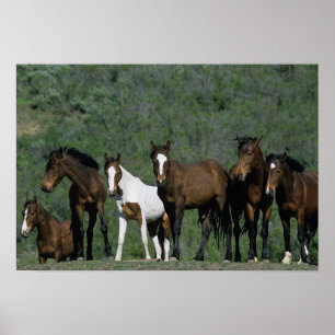 Poster Groupe de Chevaux sauvages Mustang