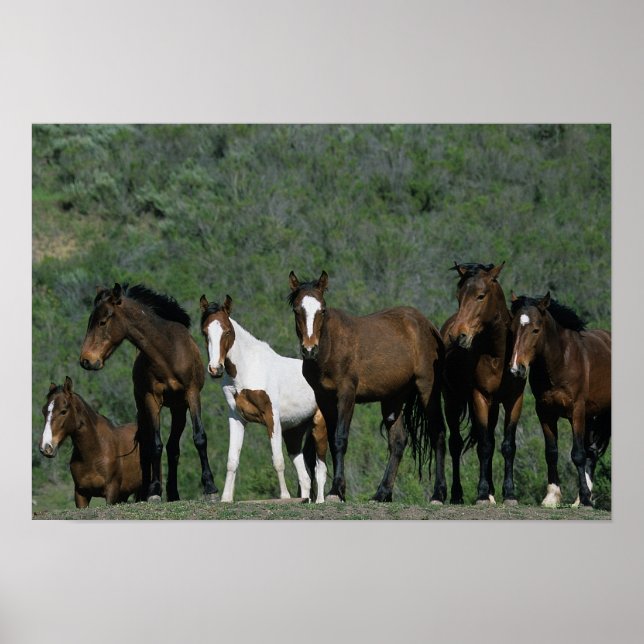 Poster Groupe de Chevaux sauvages Mustang (Devant)