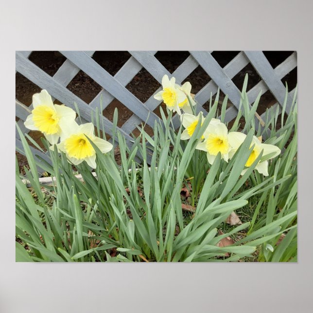 Poster Groupe de Daffodiles (Devant)