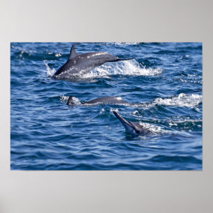 Poster Groupe de dauphins de goulot - Oman