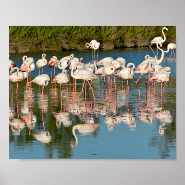 Poster Groupe de flamants roses en Camargue (Devant)