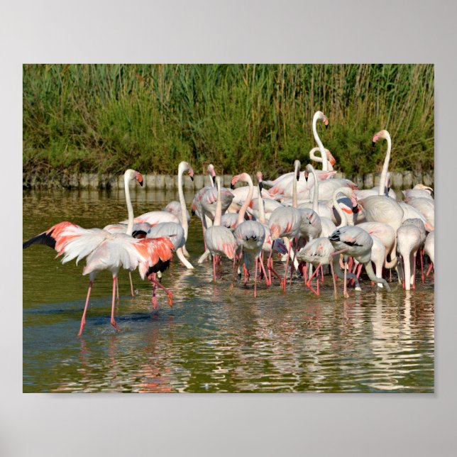 Poster Groupe de flamants roses en Camargue (Devant)