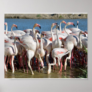 Poster Groupe de flamants roses en Camargue