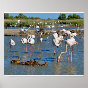 Poster Groupe de flamants roses et canards en Camargue