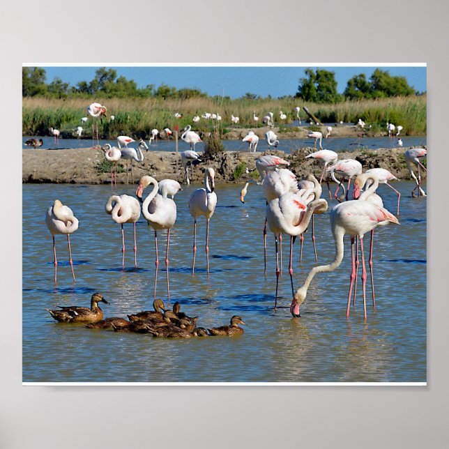 Poster Groupe de flamants roses et canards en Camargue (Devant)