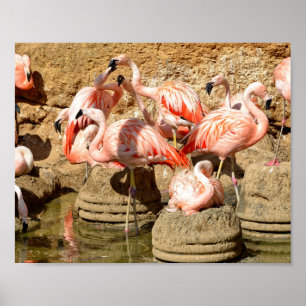 Poster Groupe de flamants roses et nids en Camargue