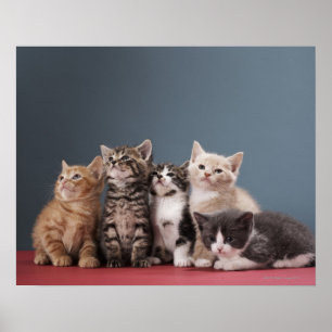 Poster Groupe de Kittens