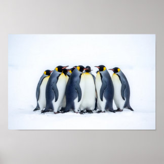 Poster Groupe de manchots