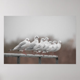 Poster Groupe de mouettes