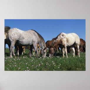 Poster Groupe de pâturage de chevaux d'Appaloosa