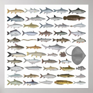 Poster Groupe de poissons d'eau douce d'Asie du Sud