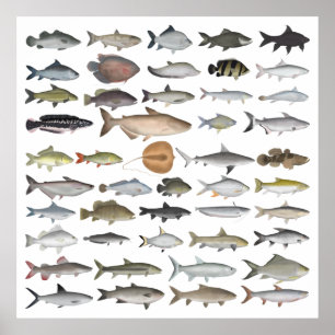 Poster Groupe de poissons d'eau douce d'Asie du Sud-Est