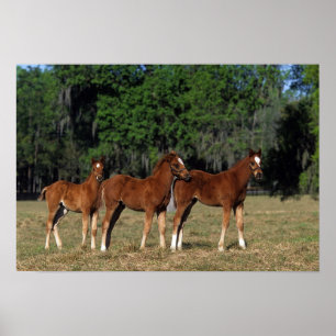Poster Groupe des poulains de Thoroughbred