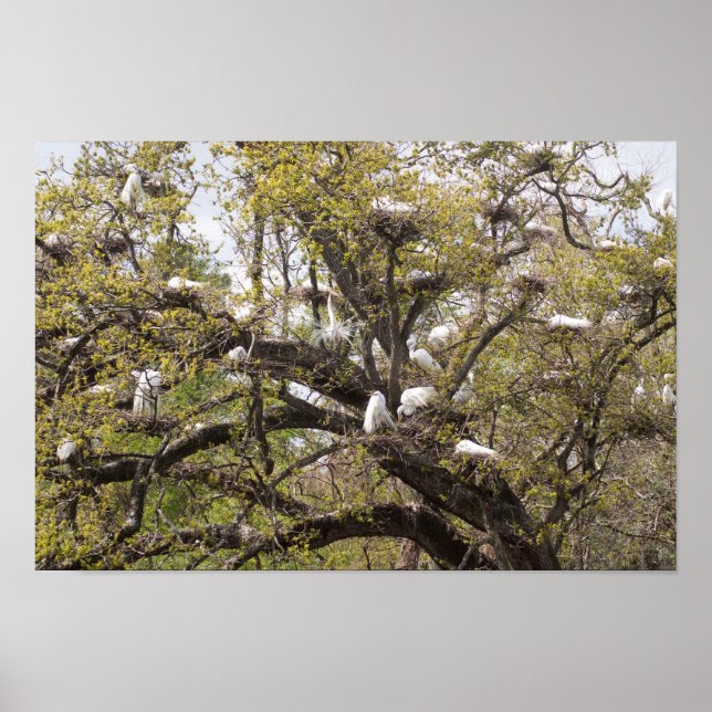 Poster groupe d'oeufs (Devant)