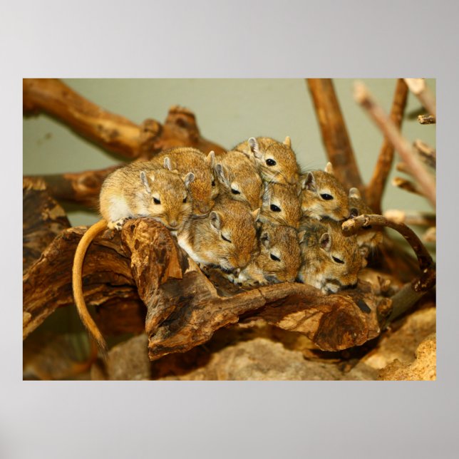 Poster Groupe mongol Gerbils Meriones Unguiculatus (Devant)