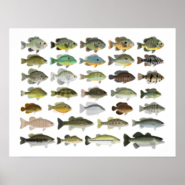 Poster Groupe nord-américain du poisson-soleil (Devant)