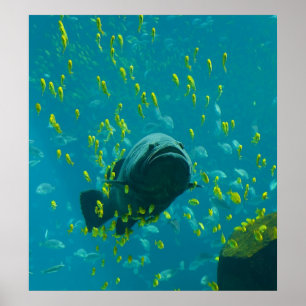 Poster Groupement géant Epinephelus Lanceolatus