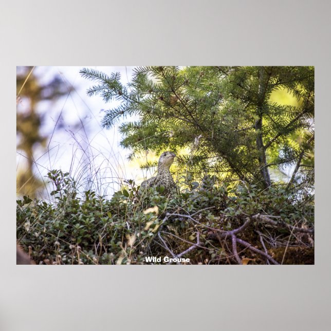 Poster Groupement sauvage (Devant)