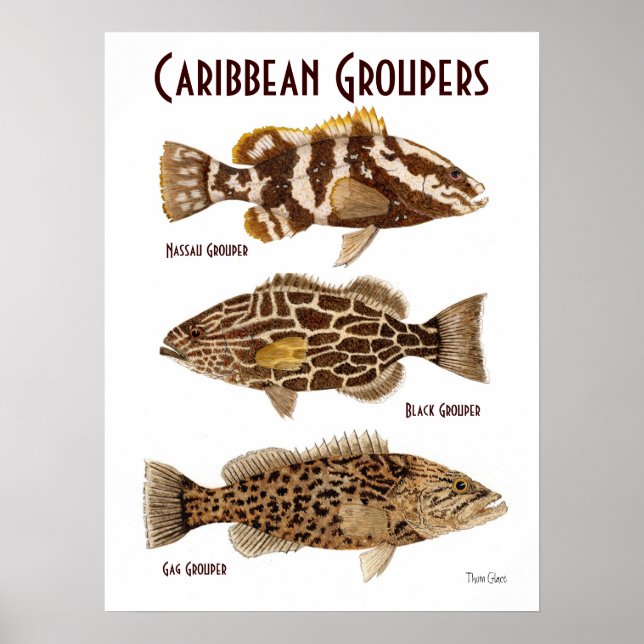 Poster Groupements des Caraïbes (Devant)