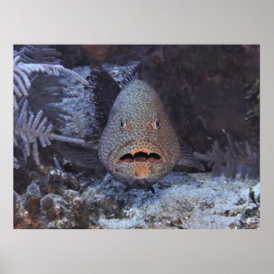 Poster Grouper surpris
