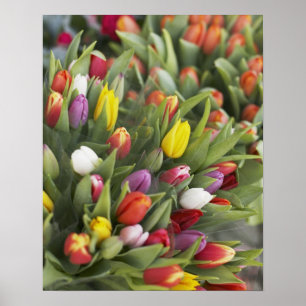 Poster Groupes de tulipes colorées