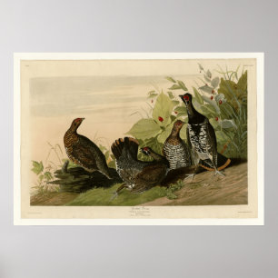 Poster Grous tacheté