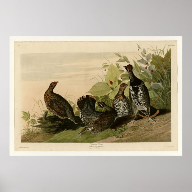 Poster Grous tacheté (Devant)