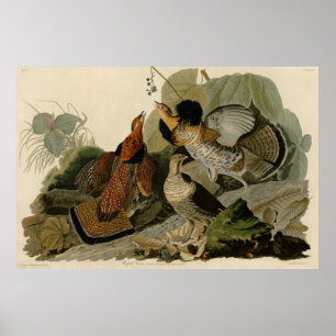 Poster Grouse rouffé - d'Audubon's Birds of America