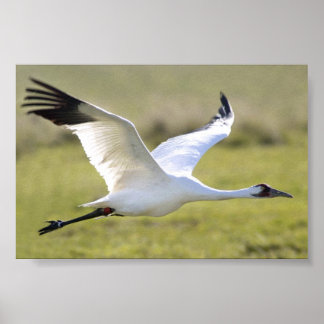 Poster Grue blanche (Grus americana)