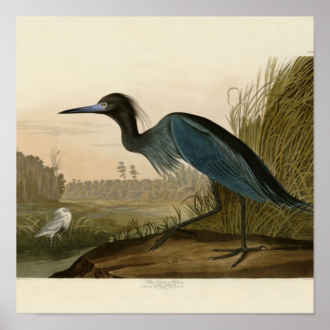 Poster Grue Bleue Heron Audubon Peinture (Devant)